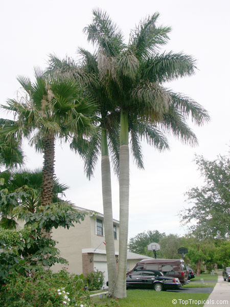 Roystonea elata, Roystonea oleracea, Roystonea regia, Florida Royal Palm