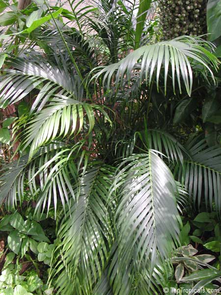 Chamaedorea cataractarum, Chamaedorea atrovirens, Cat palm, Cataract Palm, Cascade Palm