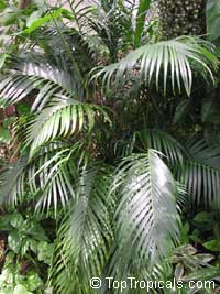 Chamaedorea cataractarum, Chamaedorea atrovirens, Cat palm, Cataract Palm, Cascade Palm

Click to see full-size image