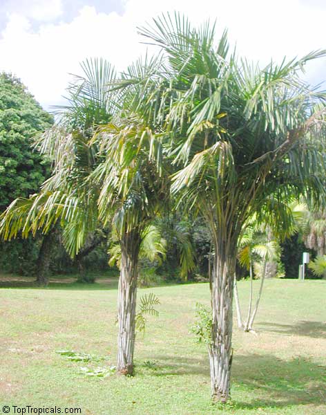 Syagrus schizophylla, Cocos schizophylla, Arikuryroba schizophylla, Arikury Palm