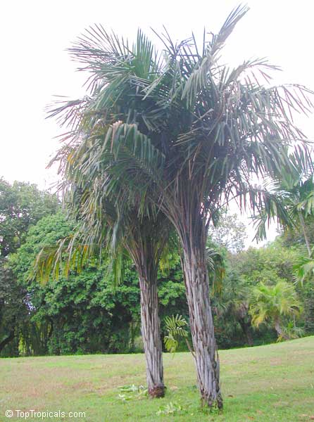 Syagrus schizophylla, Cocos schizophylla, Arikuryroba schizophylla, Arikury Palm