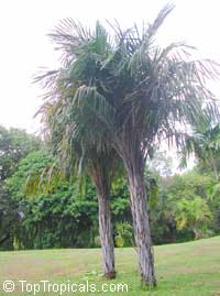 Syagrus schizophylla, Cocos schizophylla, Arikuryroba schizophylla, Arikury Palm

Click to see full-size image