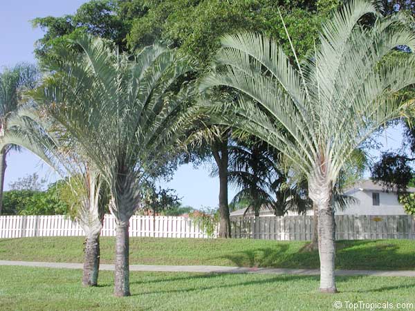 Dypsis decaryi, Neodypsis decaryi, Triangle Palm