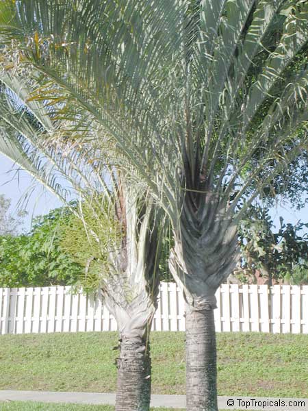 Dypsis decaryi, Neodypsis decaryi, Triangle Palm