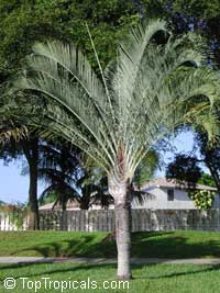 Dypsis decaryi, Neodypsis decaryi, Triangle Palm

Click to see full-size image