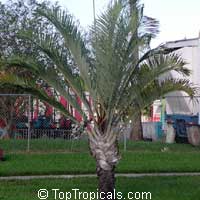 Dypsis decaryi, Neodypsis decaryi, Triangle Palm

Click to see full-size image