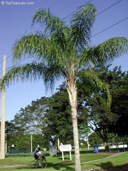 Syagrus romanzoffiana, Syagrus romanzoffianum, Arecastrum romanzzoffianum, Cocos australis, Cocos plumosa, Queen Palm