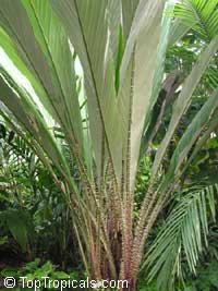 Salacca magnifica, Salacca zalacca, Salacca, Sala, Snake Fruit

Click to see full-size image
