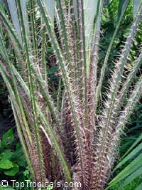 Salacca magnifica, Salacca zalacca, Salacca, Sala, Snake Fruit

Click to see full-size image