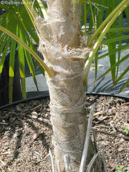 Coccothrinax miraguama, Miraguama Palm