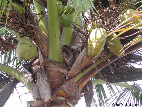 Cocos nucifera, Coconut Palm, Coco-do-baia