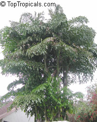 Caryota mitis, Fish Tail Palm