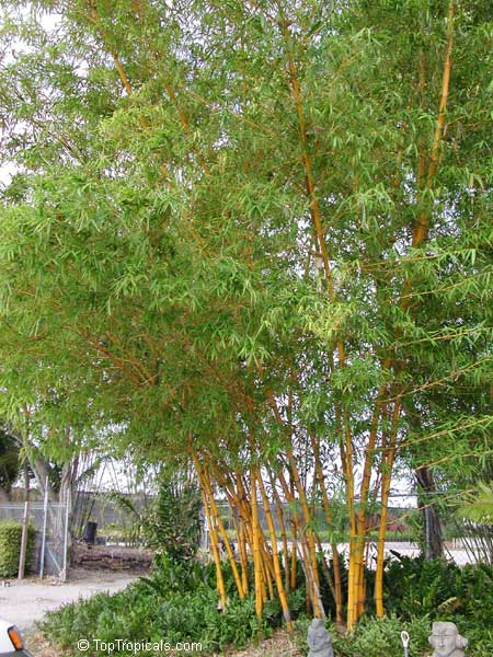 Bambusa sp., Common bamboo. Bambusa vulgaris