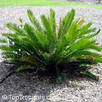 Dioon sp., Virgin Palm

Click to see full-size image