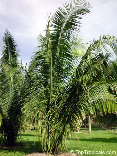 Orbignya speciosa, Attalea speciosa, American Oil Palm, Babassu Palm