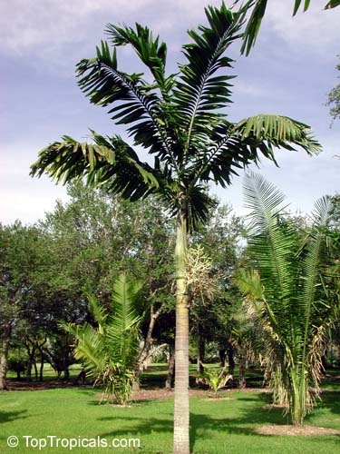 Veitchia macdanielsii, Veitchia spiralis, Sunshine Palm