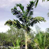 Veitchia macdanielsii, Veitchia spiralis, Sunshine Palm

Click to see full-size image