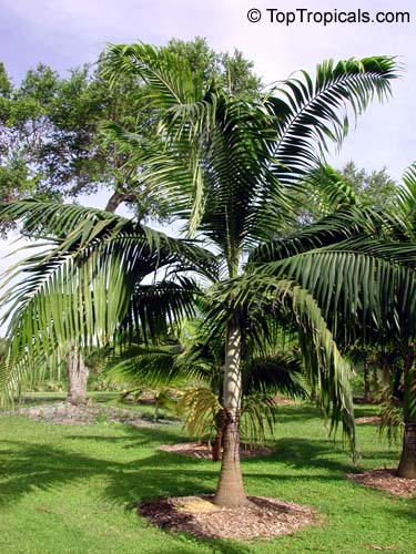 Dictyosperma album, Hurricane Palm, Princess Palm