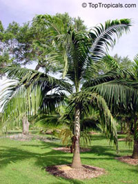 Dictyosperma album, Hurricane Palm, Princess Palm

Click to see full-size image