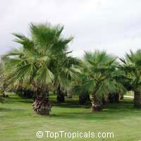 Washingtonia robusta, Washingtonia, Mexican Fan Palm

Click to see full-size image