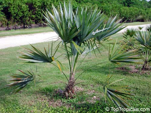 Thrinax morrisii, Simpsonia microcarpa, Thrinax keyensis, Thrinax microcarpa, Broom Palm, Key Thatch Palm
