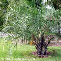 Syagrus coronata, Cocos coronata, Licury Palm, Ouricury Palm

Click to see full-size image