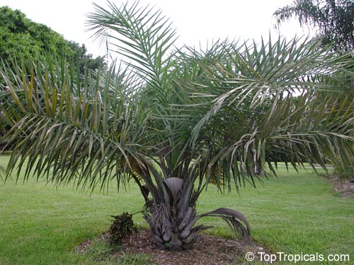 Syagrus coronata, Cocos coronata, Licury Palm, Ouricury Palm