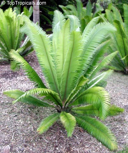 Dioon sp., Virgin Palm. Dioon mejiae