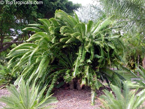 Dioon sp., Virgin Palm. Dioon edule