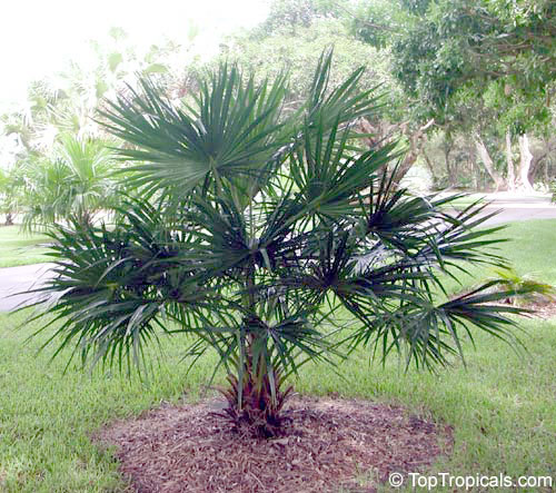 Livistona benthamii, Livistona australis, Bentham's Fountain Palm.
