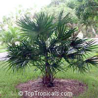 Livistona benthamii, Livistona australis, Bentham's Fountain Palm.

Click to see full-size image