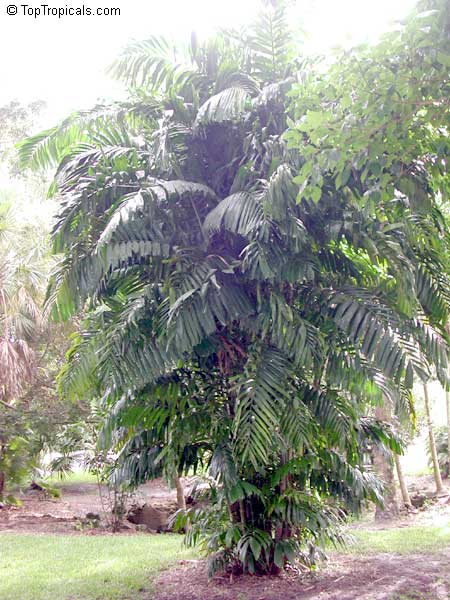 Arenga engleri, Formosa Palm, Dwarf Sugar Palm,Taiwan Sugar Palm