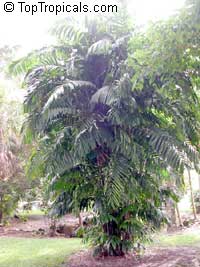 Arenga engleri, Formosa Palm, Dwarf Sugar Palm,Taiwan Sugar Palm

Click to see full-size image