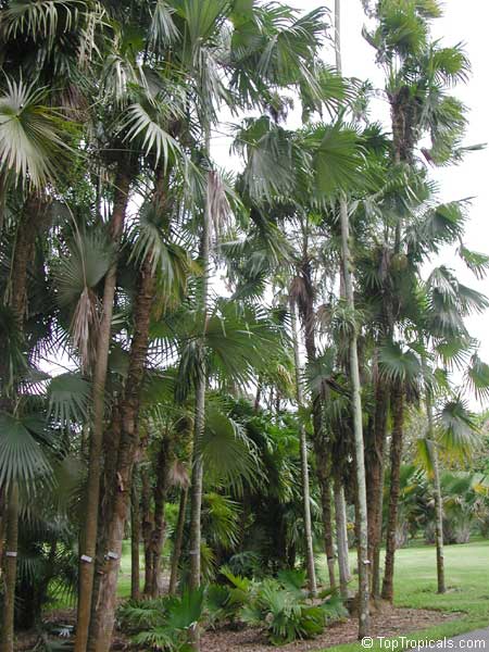 Coccothrinax barbadensis, Silver Thatch, Barbados Silver Palm