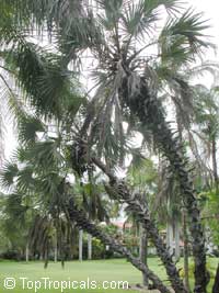 Hyphaene coriacea, Hyphaene natalensis, Elala Palm

Click to see full-size image