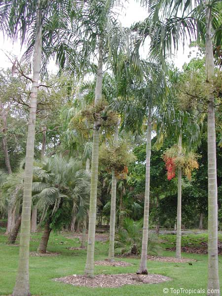 Veitchia montgomeryana, Montgomery Palm