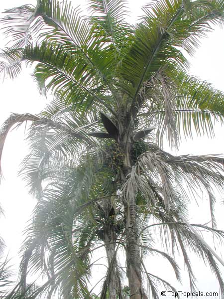 Syagrus botryophora, Pati Queen Palm