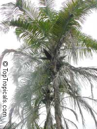 Syagrus botryophora, Pati Queen Palm

Click to see full-size image
