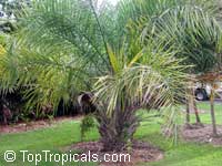 Syagrus coronata, Cocos coronata, Licury Palm, Ouricury Palm

Click to see full-size image