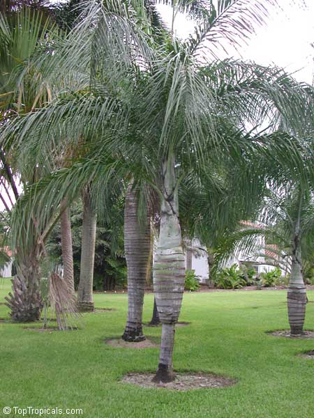 Pseudophoenix sargentii, Pseudophoenix saonae, Pseudophoenix vinifera, Buccaneer Palm, Cherry Palm