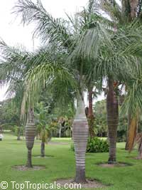 Pseudophoenix sargentii, Pseudophoenix saonae, Pseudophoenix vinifera, Buccaneer Palm, Cherry Palm

Click to see full-size image