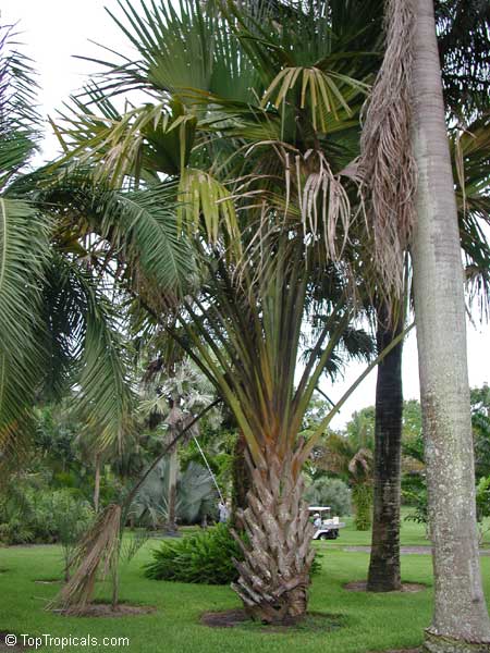 Corypha sp., Dhaka Plant (C. taliera), Gebang Palm