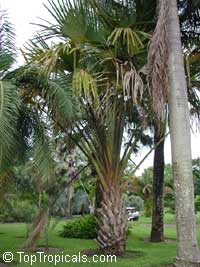 Corypha sp., Dhaka Plant (C. taliera), Gebang Palm

Click to see full-size image