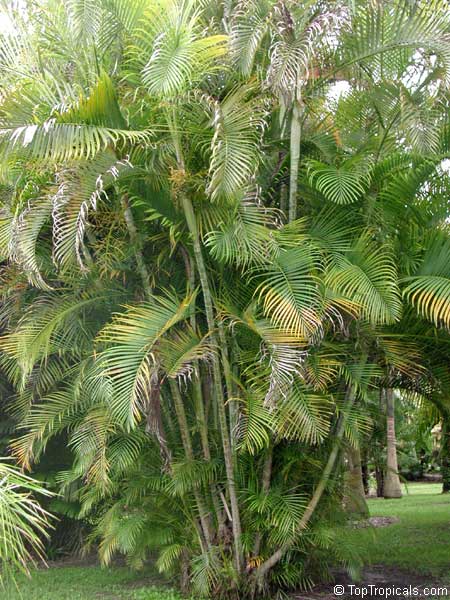 Chrysalidocarpus cabadae, Dypsis cabadae, Cabada Palm