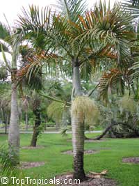 Hyophorbe verschaffeltii, Mascarena verschaffeltii, Spindle Palm

Click to see full-size image