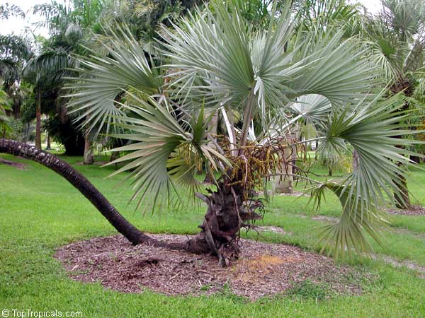 Hyphaene coriacea, Hyphaene natalensis, Elala Palm