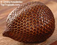 Salacca magnifica Pondoh - Snake Fruit Palm 

Click to see full-size image