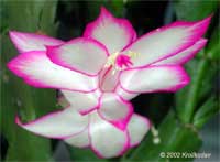 Schlumbergera sp., Orchid Cactus, Thanksgiving Cactus, Christmas Cactus, Crab Cactus

Click to see full-size image