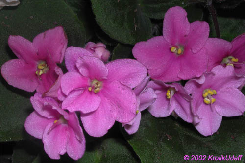 Saintpaulia ionantha, African violet
