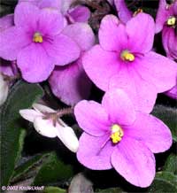 Saintpaulia ionantha, African violet

Click to see full-size image